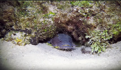 Underwater footage reveals the amazing sounds toadfish make