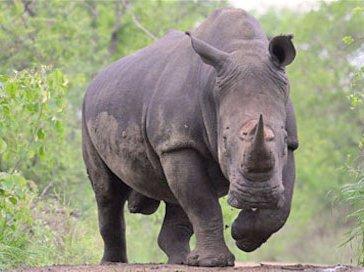 toolkit-to-combat-rhino-poaching-480.jpg