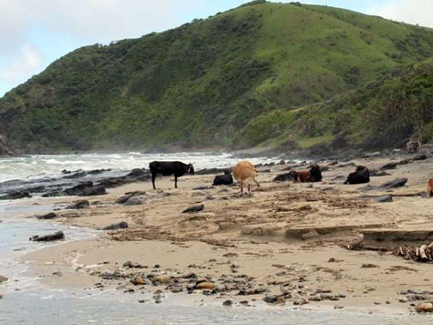 tour SA - wildcoast cows - southafrica-dot-net