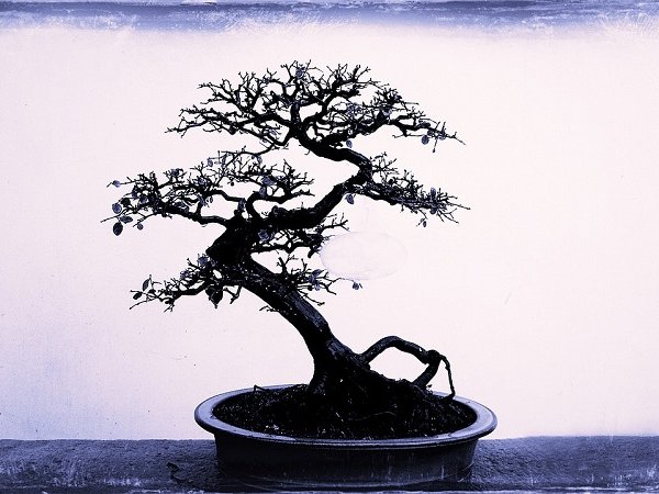 How to properly look after a bonsai tree