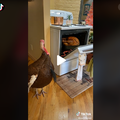 Turkey being baked