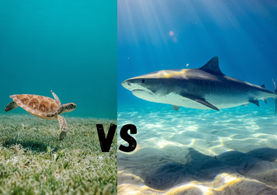 WATCH: Tiger shark and turtle at war - you won't believe who wins!