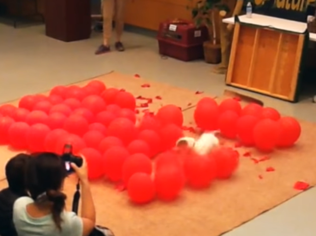 WATCH: Twinkie the Jack Russell that loves to pop balloons