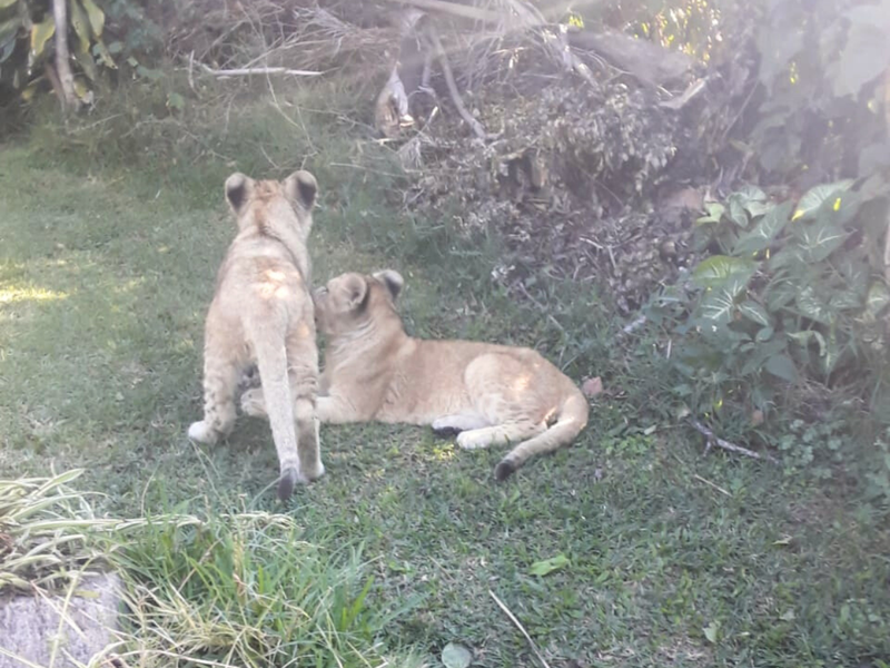Two lion cubs in Westville