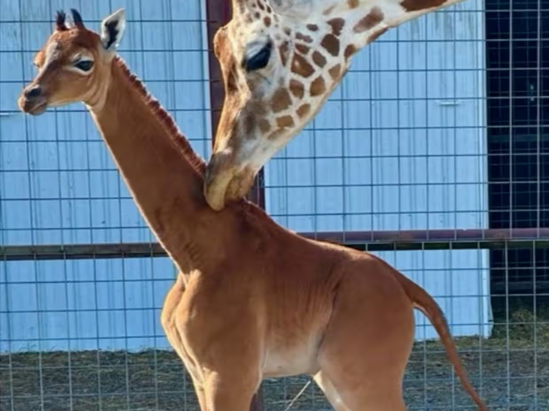 Unspotted giraffe