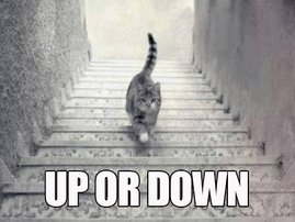 Up or Down Cat