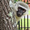 vervet monkey