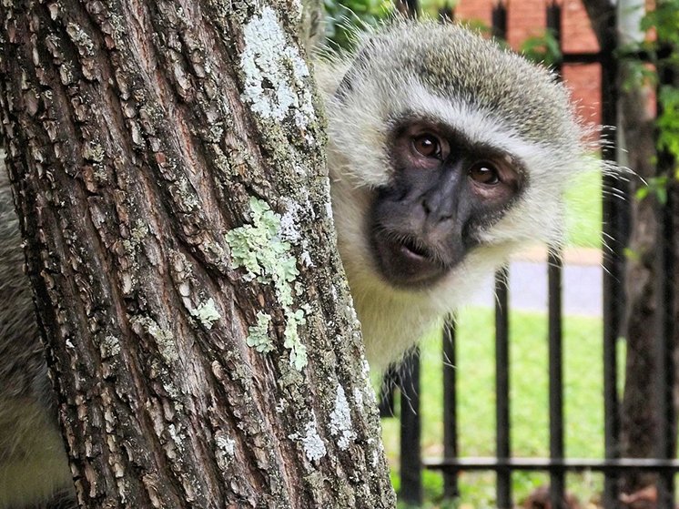 vervet monkey