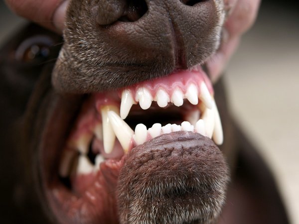 vicious-dog-showing-teeth-growling_112326.jpg