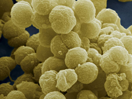 Meningitis Virus