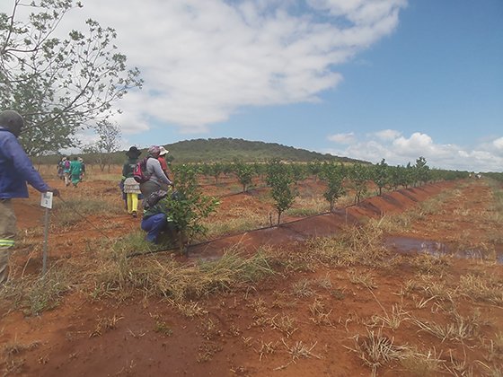 Drought in Vryheid 