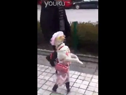 walking dog.jpg