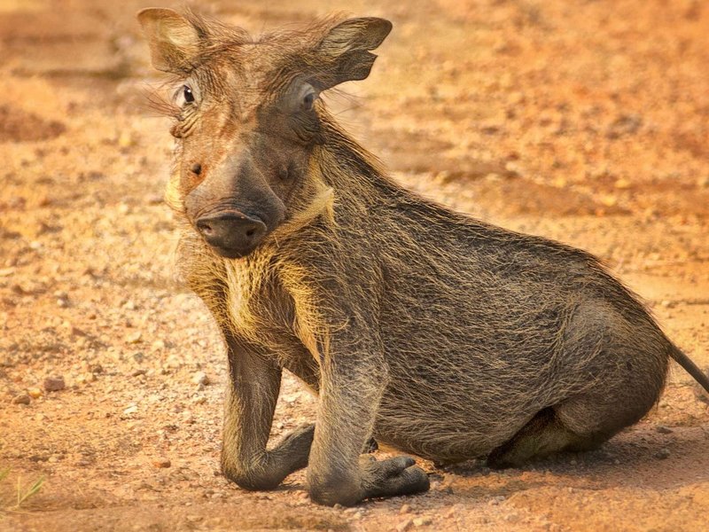 young warthog