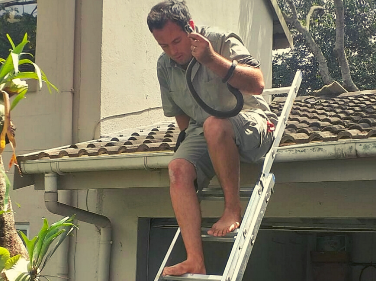 Westville roof mamba