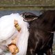 Wet bride