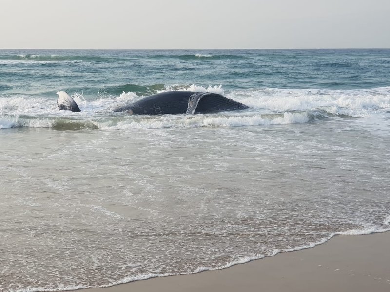 Whale-toti-1