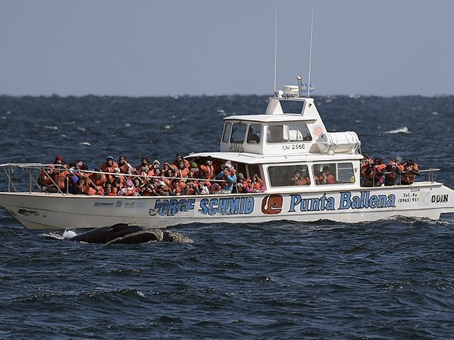 Whale watching 