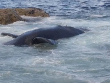 whale.jpg