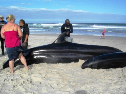 whales3.jpg