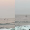 Whales breach near Umhlanga Beach