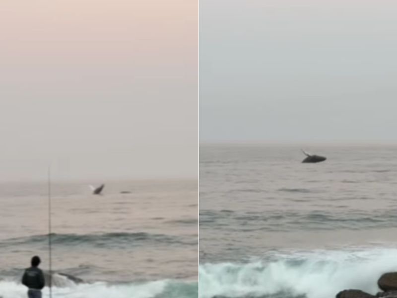 Whales breach near Umhlanga Beach