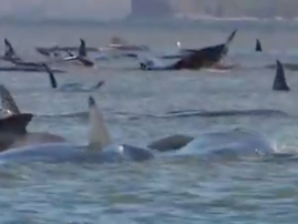 whales in Australia
