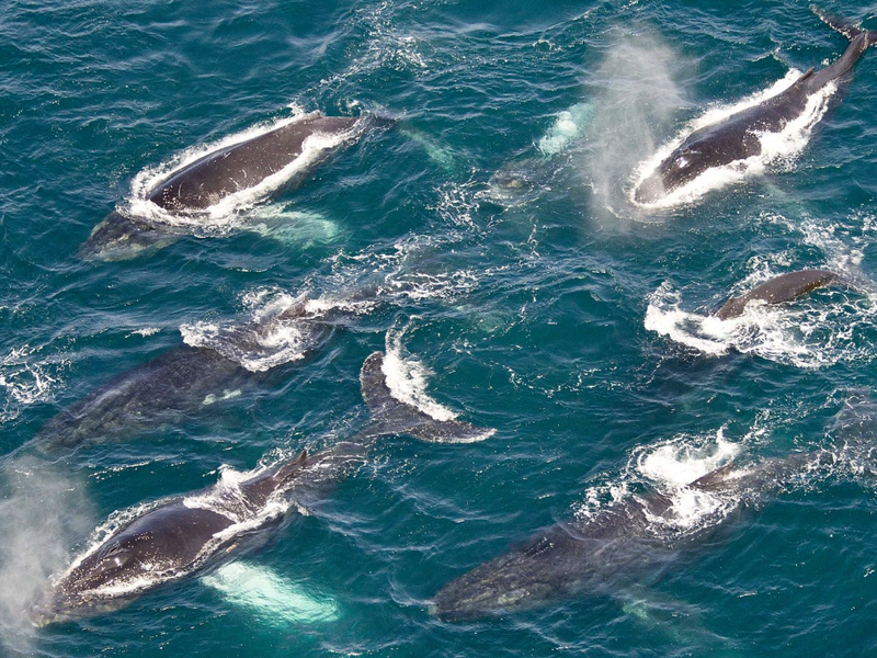 whales supergroup