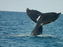 whale tail