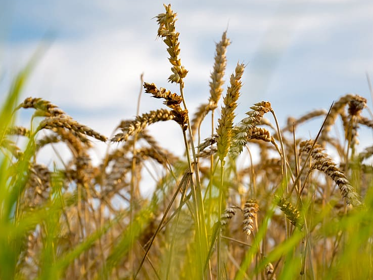 wheat_farming_agricutlure.PNG