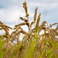 WHEAT CROP EDITED
