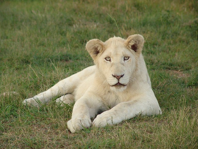 wildlife lion