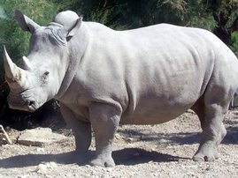 White rhinos