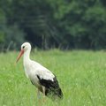 White Stork tspotted in the Midlands, traced to Hungary