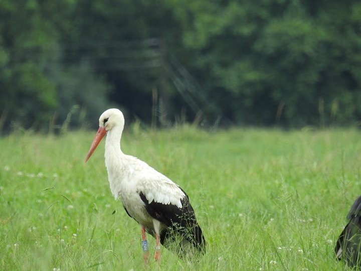 White Stork tspotted in the Midlands, traced to Hungary