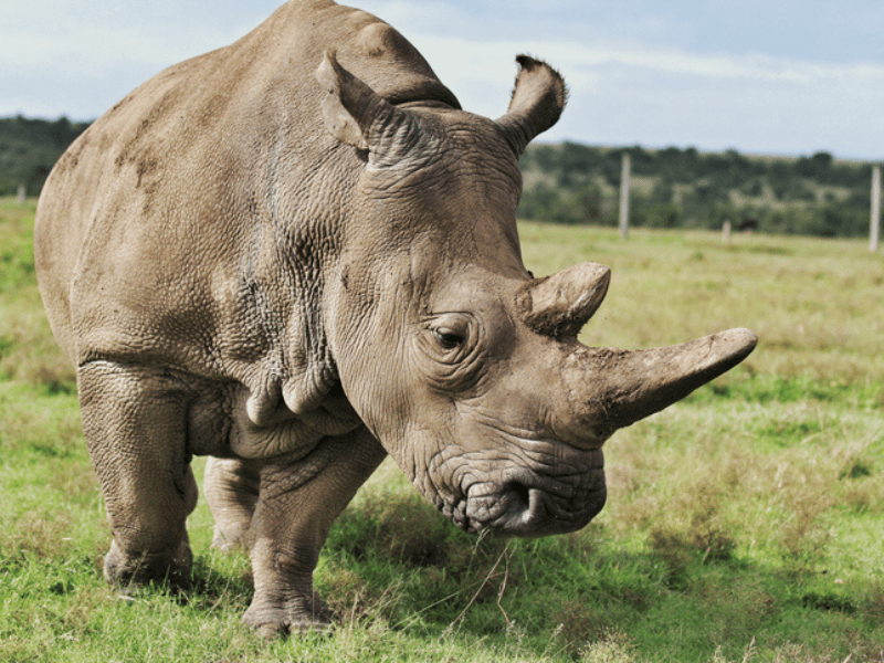 Mastermind fined R2 million in ‘world's largest’ rhino horn trafficking ...