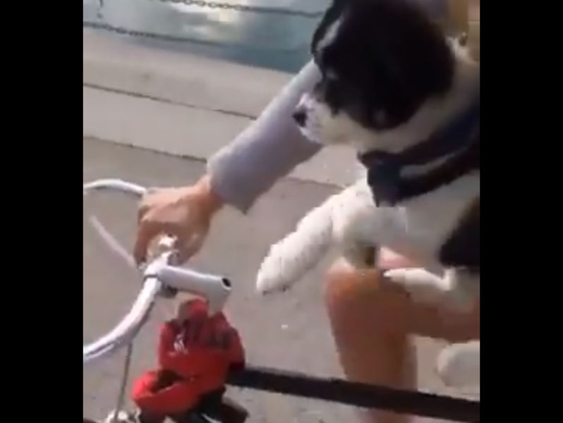 wholesome dog