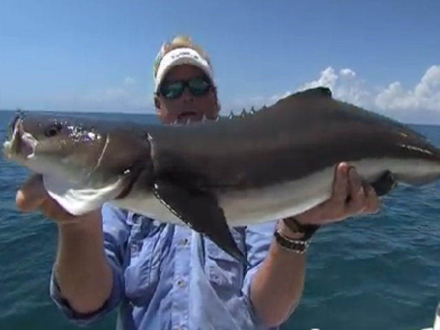 wild-cobia-fishing-edited.png