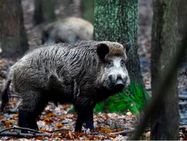 All boar, no roar: 'Lioness' search near Berlin ends, wild pig suspected