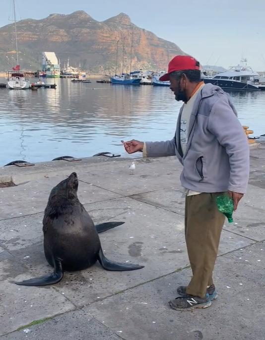 WATCH: A homeless man from Cape Town has trained a wild seal in Hout Bay