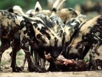 wild+dogs.jpg