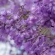 jacaranda flower