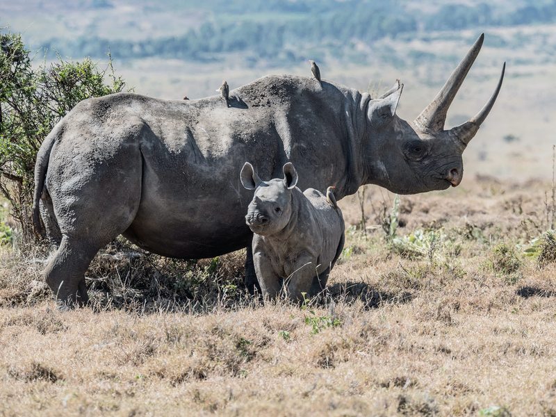 Five Things You Need To Know As You Wake Up: World Bank issues SA billions to save the rhinos