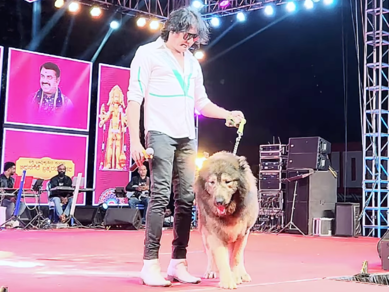 VIDEO: World's most expensive dog sells for R103 million