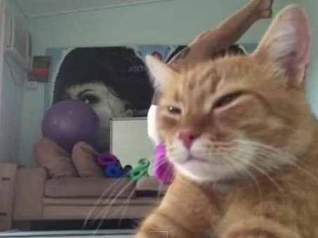 yogacat.jpg