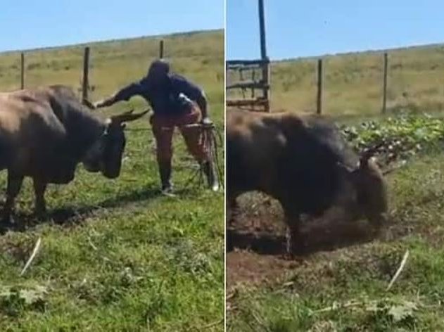 Zulu Man Hyping Up His Bull Goes Twitter Viral, Mzansi in Stitches Over His Excitement About Lifestock.